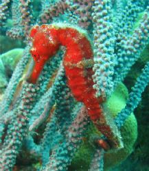 Brilliant red seahorse! Bonaire. Canon SD550. by Paul Holota 